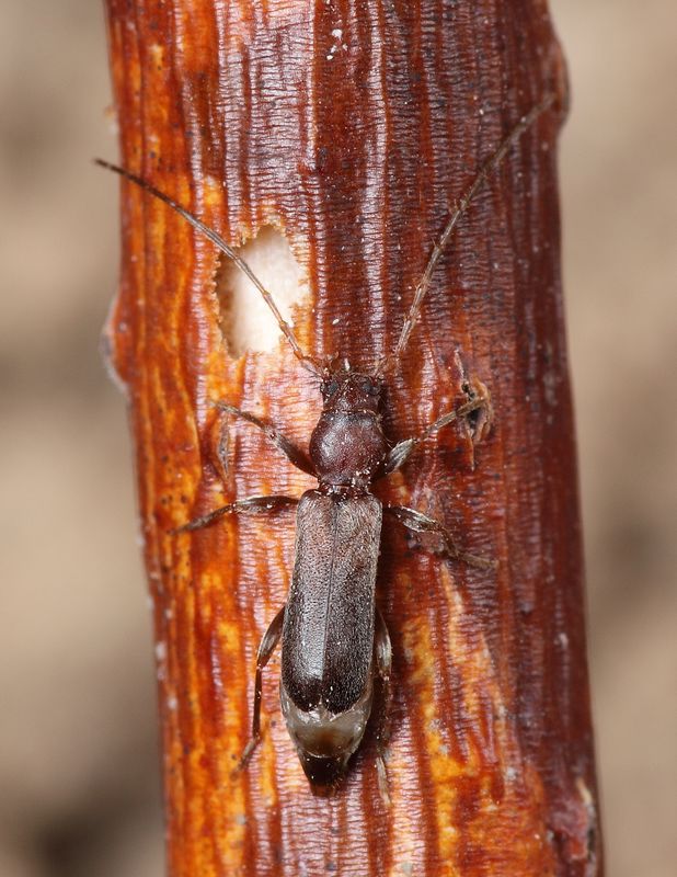 tesařík, Gracilia minuta (Fabricius, 1781), Cerambycidae (Brouci, Coleoptera)
